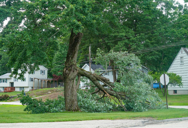 How Our Tree Care Process Works  in  Vienna, WV